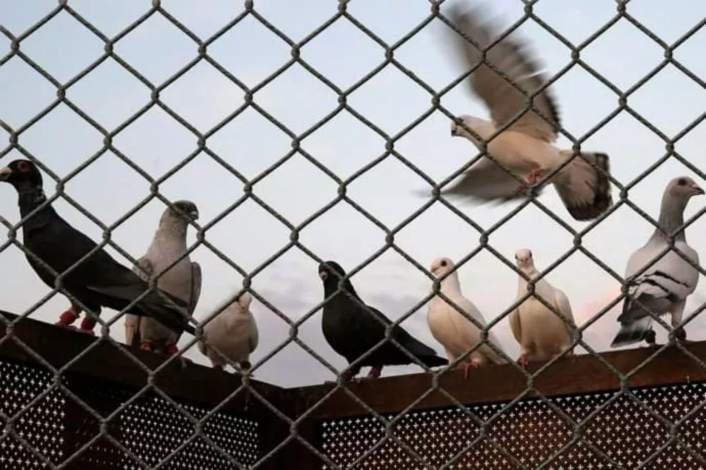 Telas de Nylon Contra Pássaros em Centros Urbanos