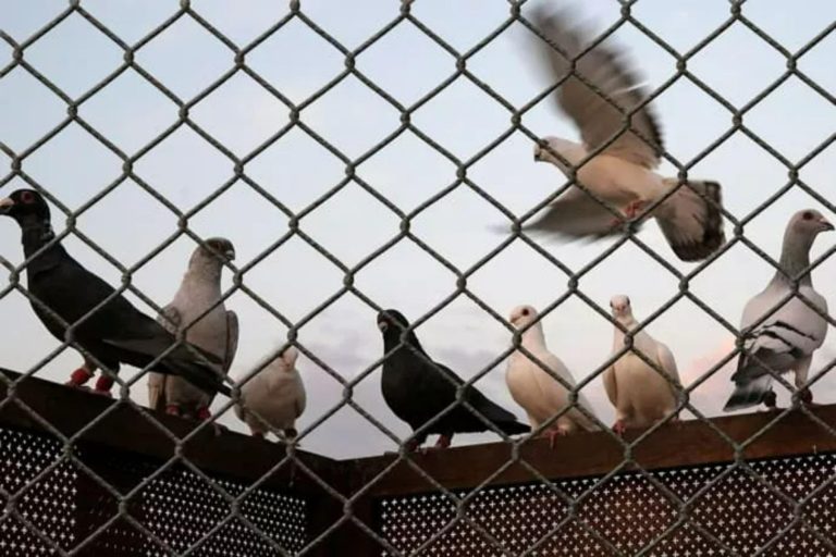 Telas de Nylon Contra Pássaros em Centros Urbanos