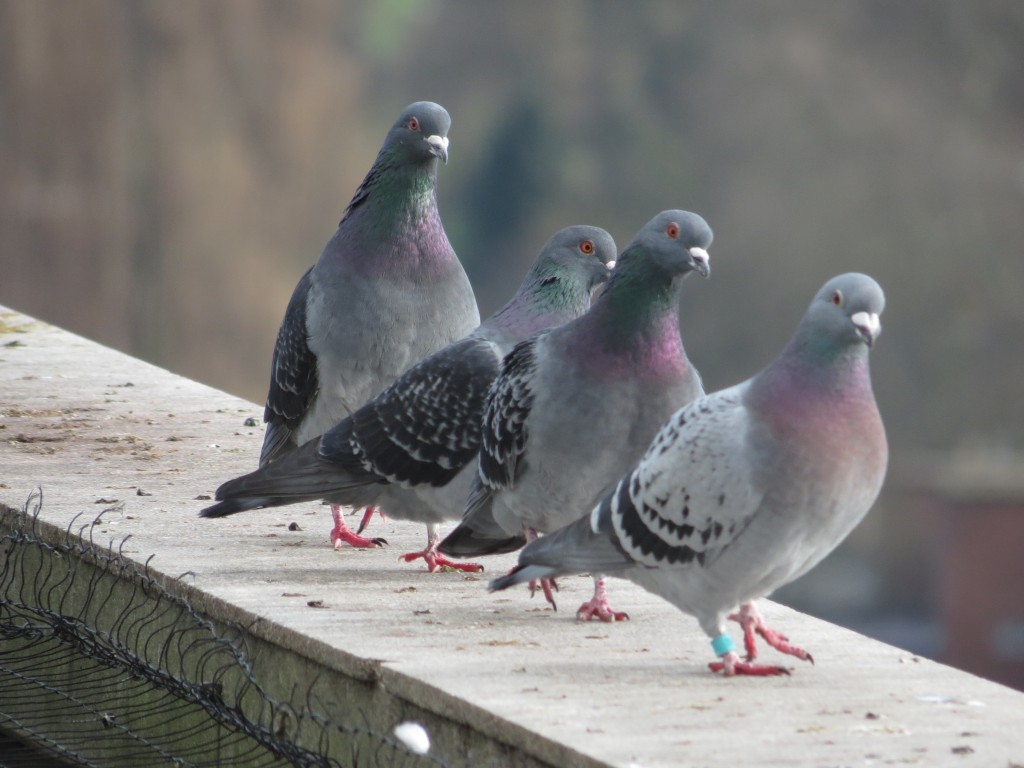 Proteção contra Aves, Pássaros e Pombos na Santa Ifigênia